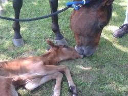 A Beautiful Healthy Mare and Foal