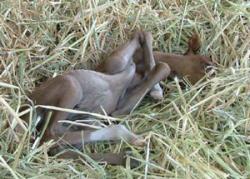 Our New Foal