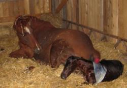 Another Successful Foaling